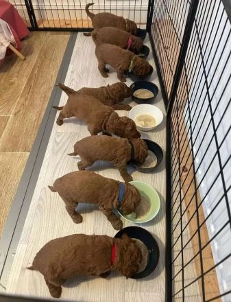 Letzter Zwergpudel-Junge - bildhübsch, gesund & ab 20.12. bereit