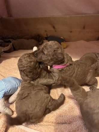 Pudel / Kleinpudel Welpen liebevoll im Familienalltag aufgezogen