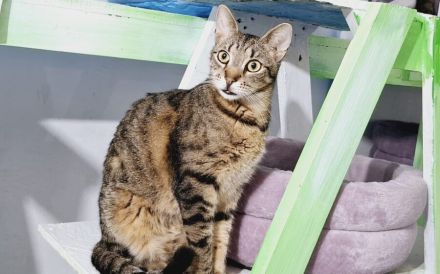 Freddy: Auf leisen Pfoten ins neue Leben - braucht Zeit und Liebe