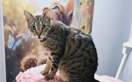 Freddy: Auf leisen Pfoten ins neue Leben - braucht Zeit und Liebe