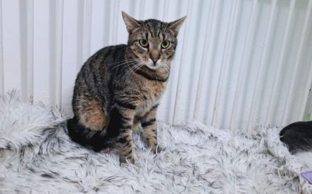 Freddy: Auf leisen Pfoten ins neue Leben - braucht Zeit und Liebe