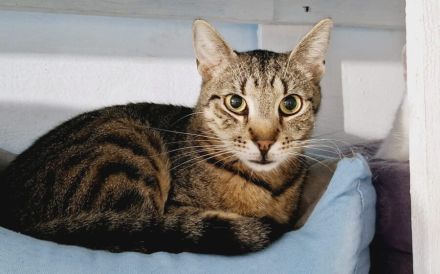 Freddy: Auf leisen Pfoten ins neue Leben - braucht Zeit und Liebe