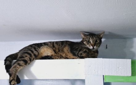 Freddy: Auf leisen Pfoten ins neue Leben - braucht Zeit und Liebe