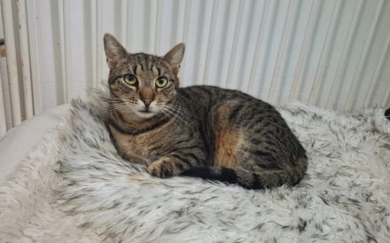 Freddy: Auf leisen Pfoten ins neue Leben - braucht Zeit und Liebe