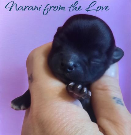 Unsere Welpen sind da