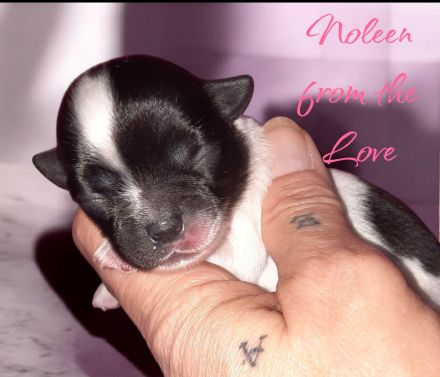 Unsere Welpen sind da