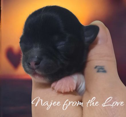 Unsere Welpen sind da