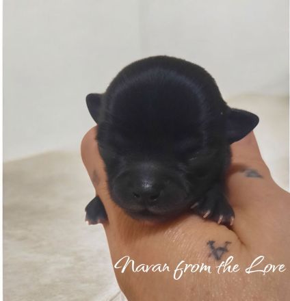 Unsere Welpen sind da