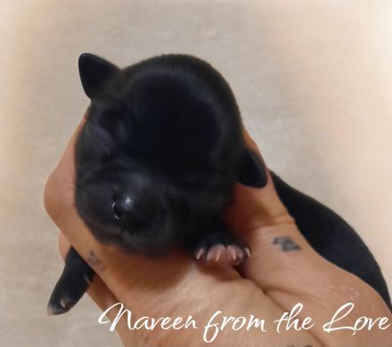 Unsere Welpen sind da