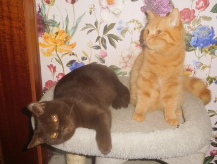 BKH Kastraten mit STB