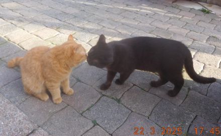 BKH Kastraten mit STB