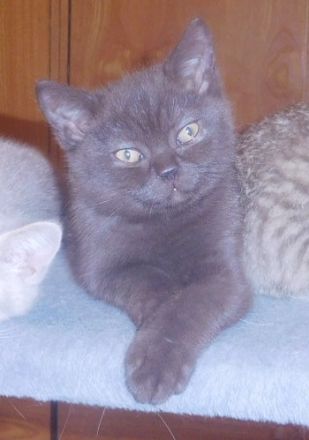 BKH Kastraten mit STB