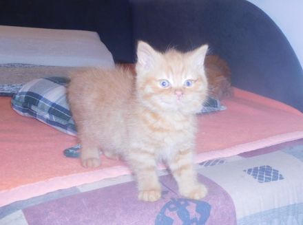 BKH Kastraten mit STB