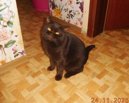 BKH Kastraten mit STB