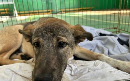 Hundekind Gregor sucht aktive Familie