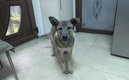 Hundekind Gregor sucht aktive Familie