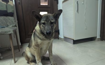 Hundekind Gregor sucht aktive Familie