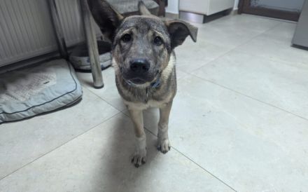 Hundekind Gregor sucht aktive Familie