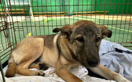 Hundekind Gregor sucht aktive Familie