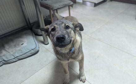 Hundekind Gregor sucht aktive Familie