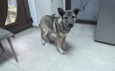 Hundekind Gregor sucht aktive Familie