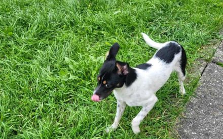 Wirbelwind Smilla sucht ihre Menschen