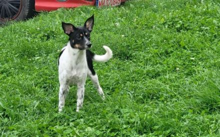 Wirbelwind Smilla sucht ihre Menschen