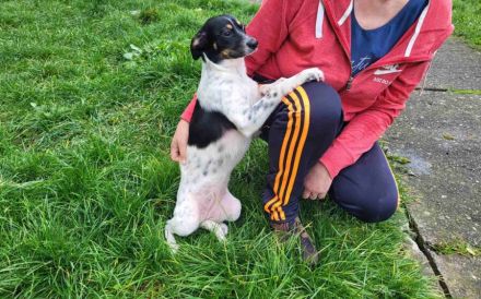 Wirbelwind Smilla sucht ihre Menschen