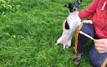 Wirbelwind Smilla sucht ihre Menschen