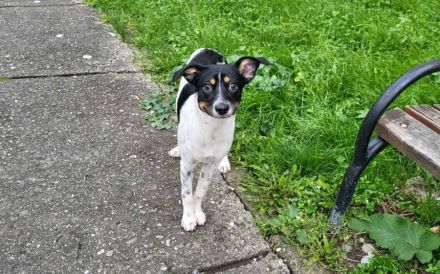 Wirbelwind Smilla sucht ihre Menschen