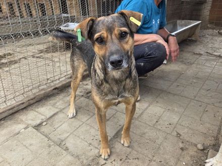 Ben, hier wartet ein Traumhund auf lange Spaziergänge, 2 Jahre, 49 cm