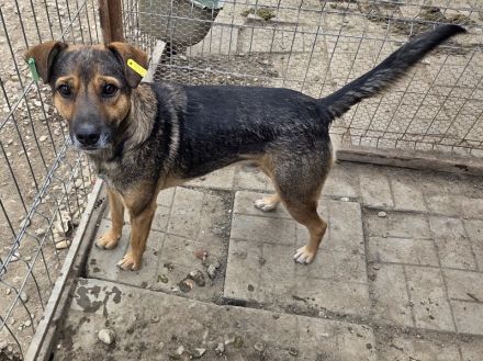 Ben, hier wartet ein Traumhund auf lange Spaziergänge, 2 Jahre, 49 cm