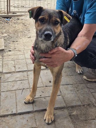 Ben, hier wartet ein Traumhund auf lange Spaziergänge, 2 Jahre, 49 cm