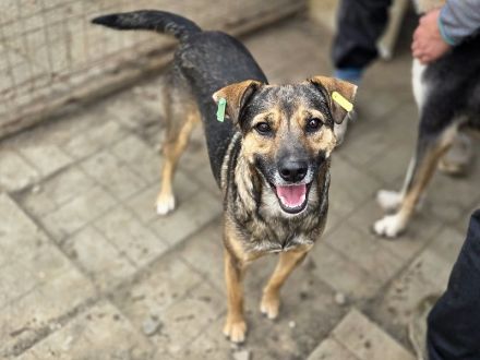 Ben, hier wartet ein Traumhund auf lange Spaziergänge, 2 Jahre, 49 cm