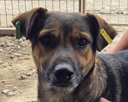 Ben, hier wartet ein Traumhund auf lange Spaziergänge, 2 Jahre, 49 cm