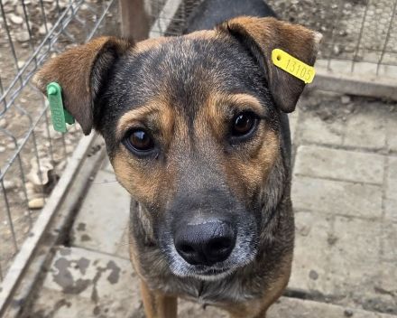 Ben, hier wartet ein Traumhund auf lange Spaziergänge, 2 Jahre, 49 cm