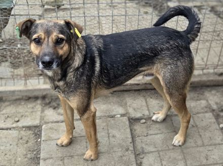 Ben, hier wartet ein Traumhund auf lange Spaziergänge, 2 Jahre, 49 cm