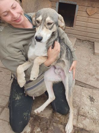 Faro, hübscher, junger, sportlicher, unkomplizierter Rüde möchte endlich durchstarten, 1,5 J, 57 cm