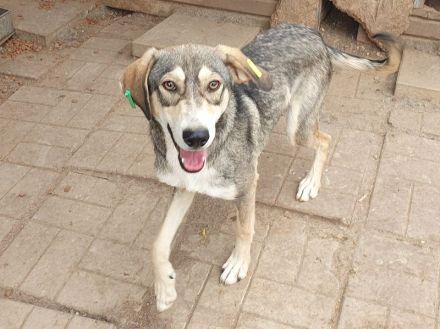 Faro, hübscher, junger, sportlicher, unkomplizierter Rüde möchte endlich durchstarten, 1,5 J, 57 cm
