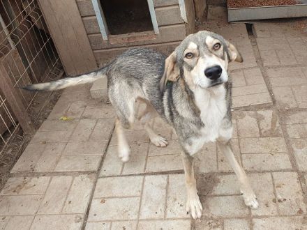 Faro, hübscher, junger, sportlicher, unkomplizierter Rüde möchte endlich durchstarten, 1,5 J, 57 cm