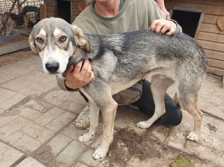 Faro, hübscher, junger, sportlicher, unkomplizierter Rüde möchte endlich durchstarten, 1,5 J, 57 cm