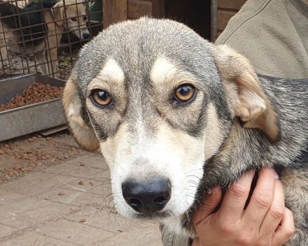 Faro, hübscher, junger, sportlicher, unkomplizierter Rüde möchte endlich durchstarten, 1,5 J, 57 cm