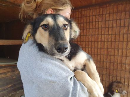 Isabella, diese junge Hündin ist einfach zum Verlieben! 9 Monate, 46 cm