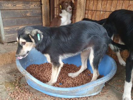 Isabella, diese junge Hündin ist einfach zum Verlieben! 9 Monate, 46 cm