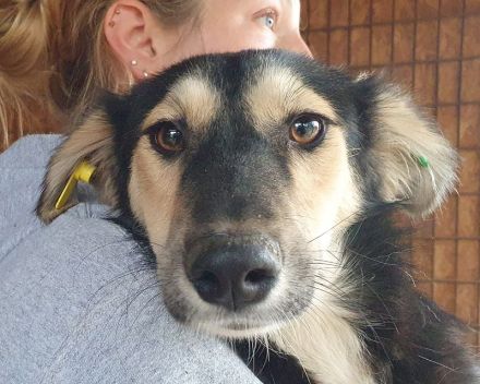 Isabella, diese junge Hündin ist einfach zum Verlieben! 9 Monate, 46 cm