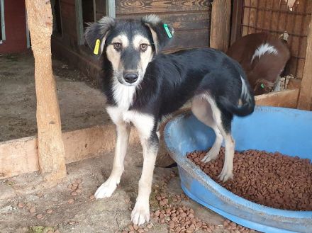 Isabella, diese junge Hündin ist einfach zum Verlieben! 9 Monate, 46 cm