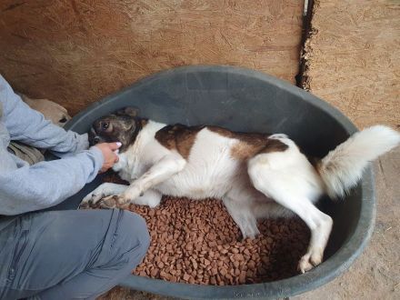 Luca, sportlicher, lebhafter junger Rüde, der voller Lebensfreude steckt, 1 Jahr, 42 cm