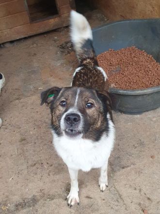 Luca, sportlicher, lebhafter junger Rüde, der voller Lebensfreude steckt, 1 Jahr, 42 cm