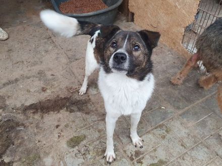 Luca, sportlicher, lebhafter junger Rüde, der voller Lebensfreude steckt, 1 Jahr, 42 cm