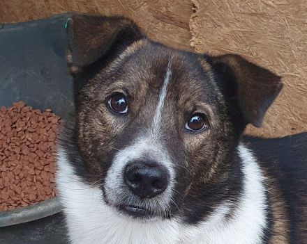 Luca, sportlicher, lebhafter junger Rüde, der voller Lebensfreude steckt, 1 Jahr, 42 cm